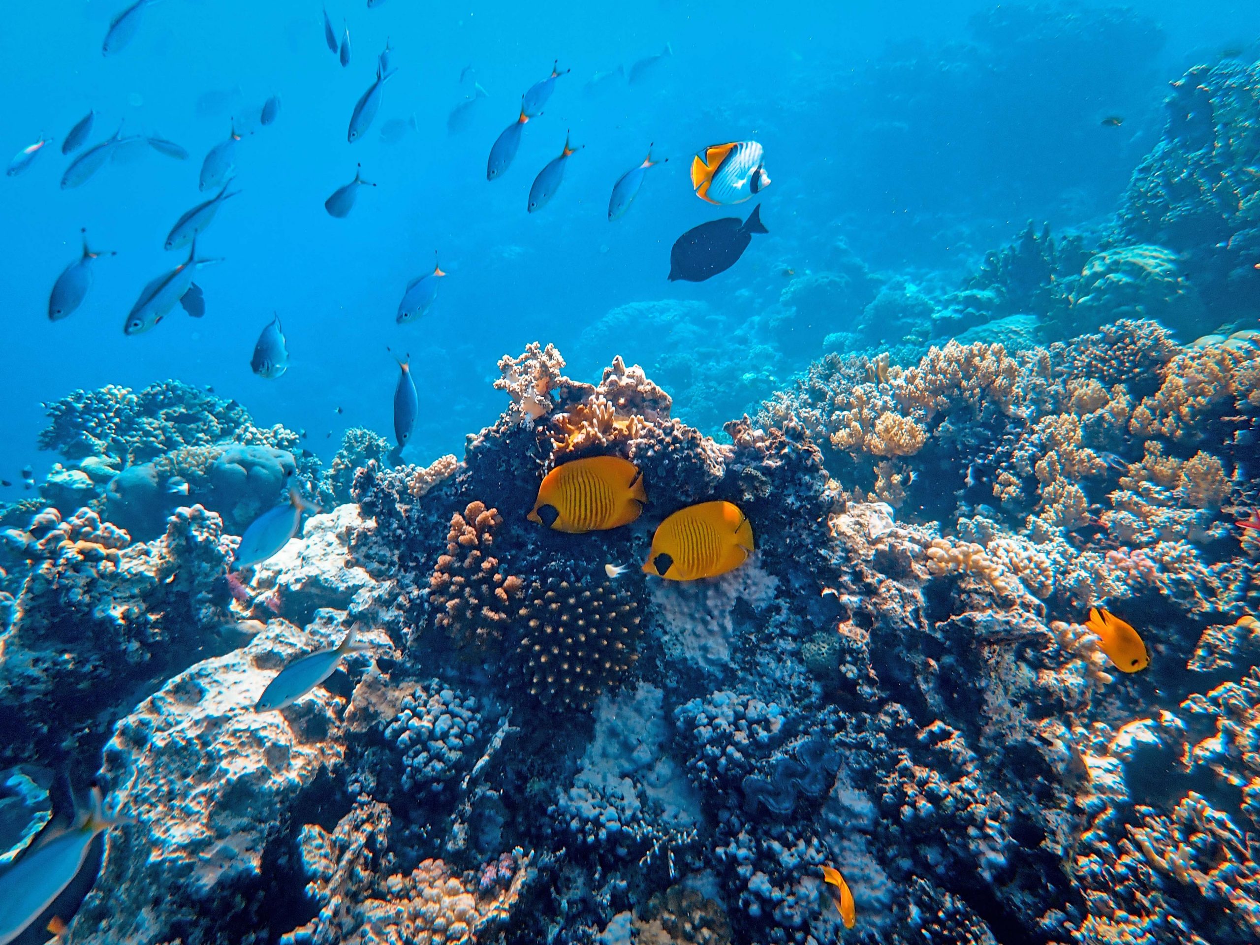 Great Barrier Reef, Australia